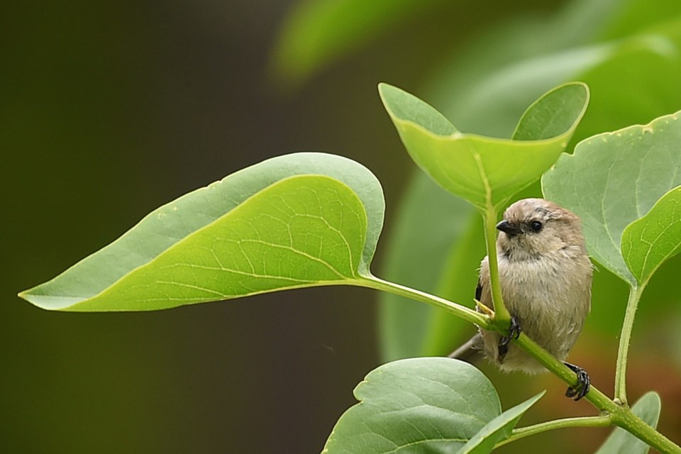 bird fest events