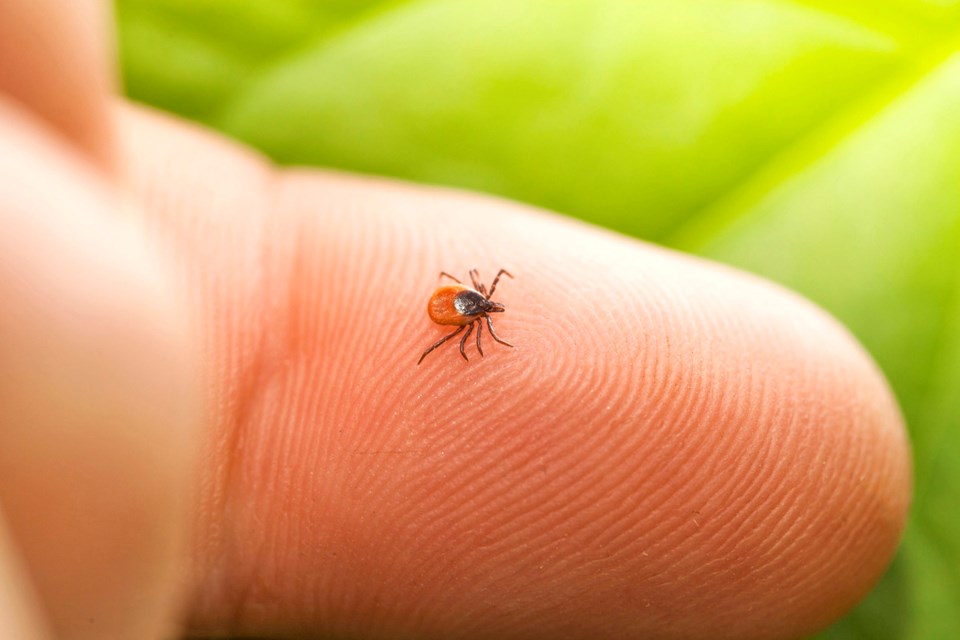 tick on hand