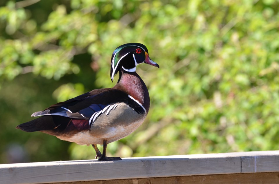 wood duck at reifel bird sanctuary
