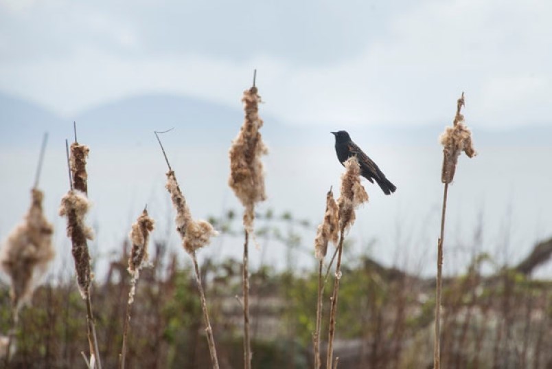 birds of delta