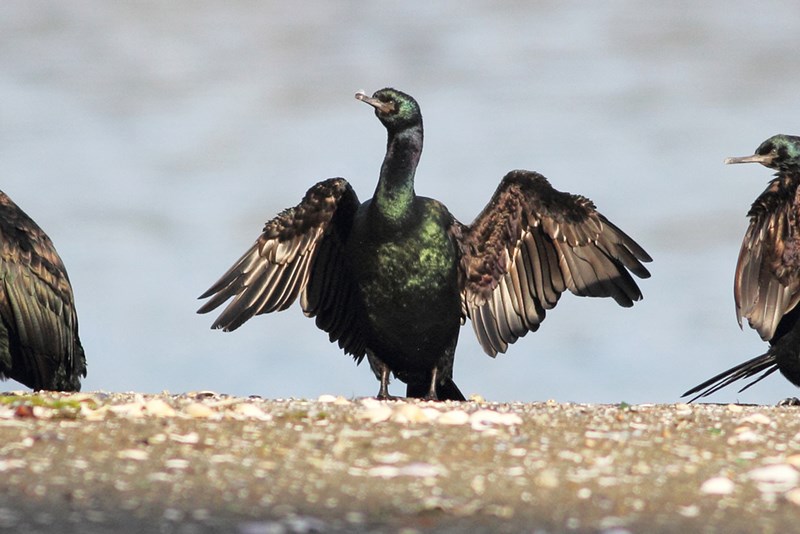 Pelagic Cormorant