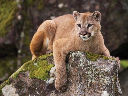 Cougar pic