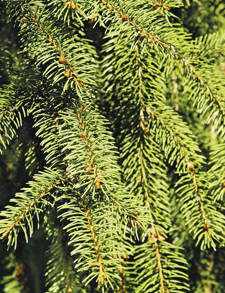 conifers