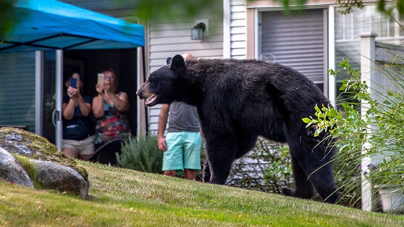 backyard bear