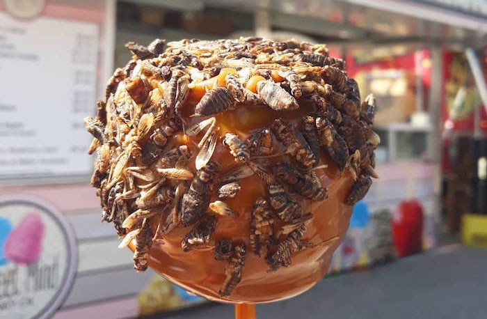 Cricket Caramel Apple