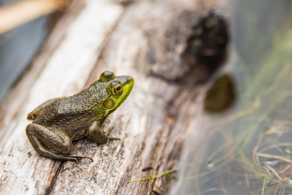 frog, stock photo