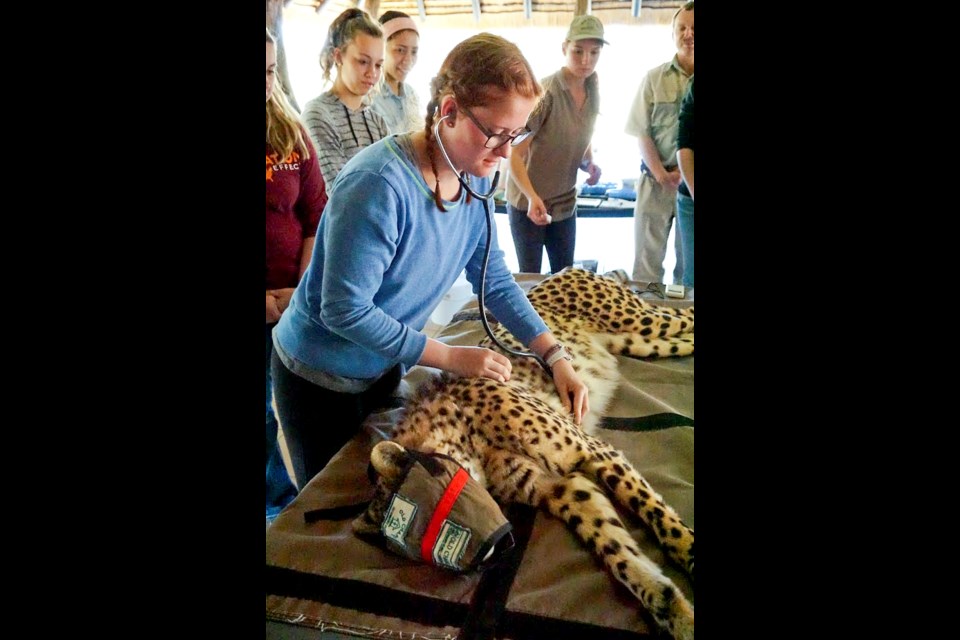 Brittney Hein gets a heart rate of a cheetah during routine genetic testing at the Feracare Wildlife Centre in South Africa. Supplied Photo