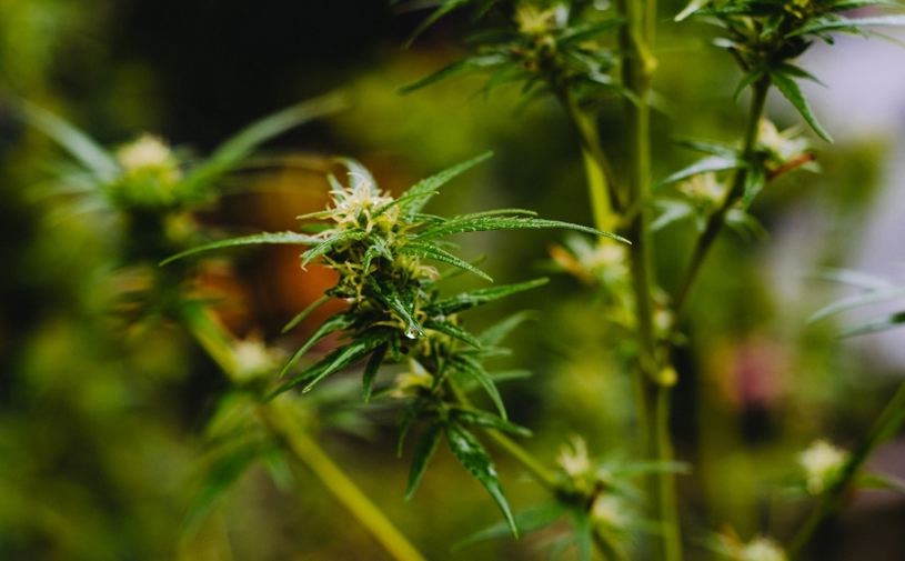 growing-cannabis.04_832018.jpg