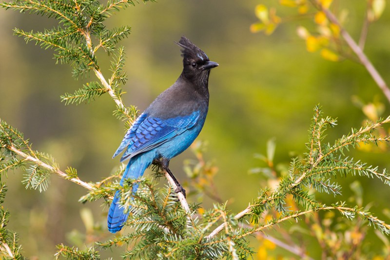 steller's jay