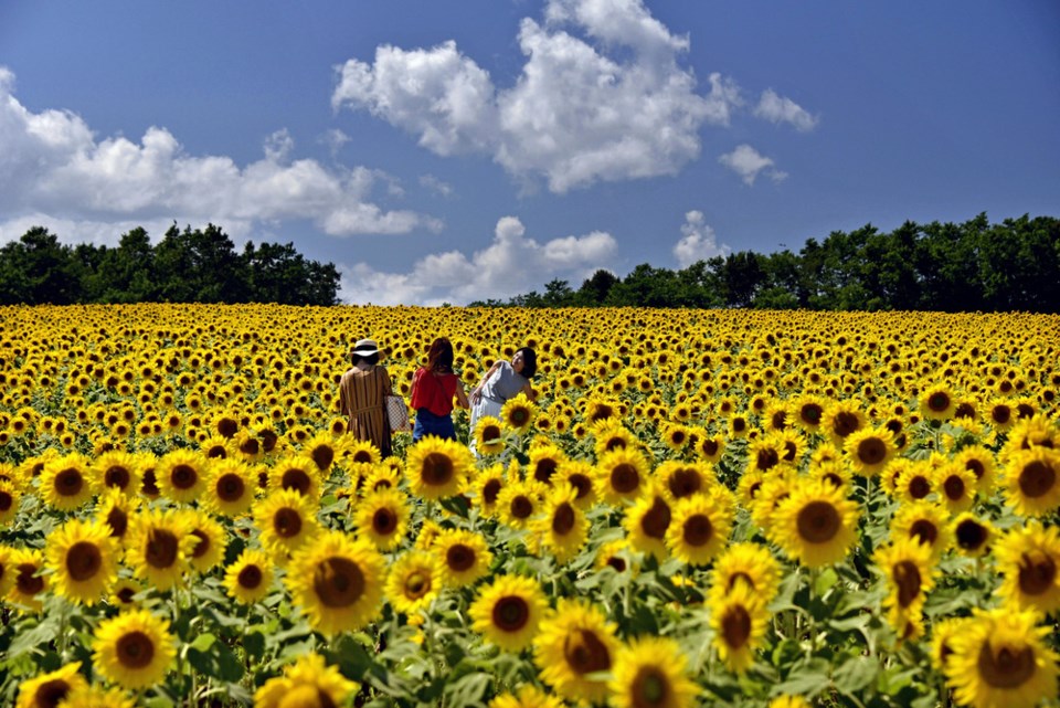 japan-sunflowers-photo-a0ccccf0-9749-11e8-a679-b09212fb69c2.jpg