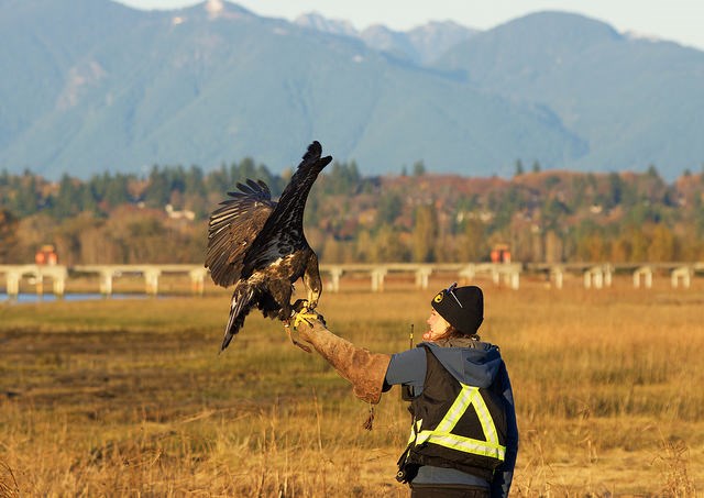 Kristine Kirkby, a raptor biologist with YVR’s falconry team (The Raptors, www.the-raptors.com). Photo: Emily Fleming.