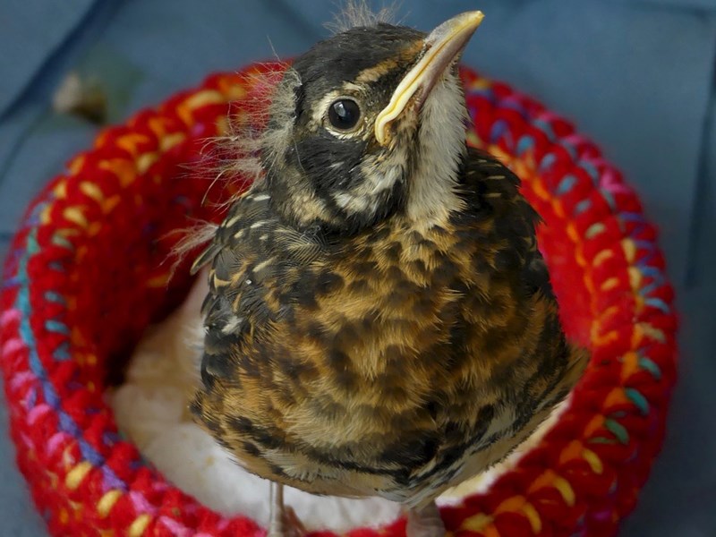 Powell River Orphaned Wildlife Society