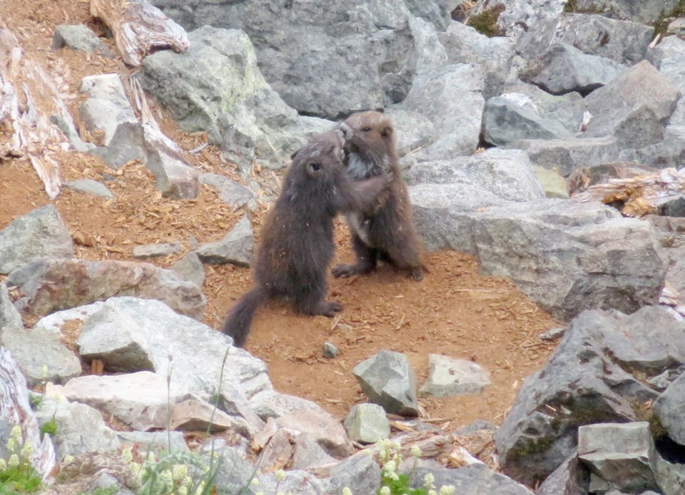 Marmot pups-6002444.jpg