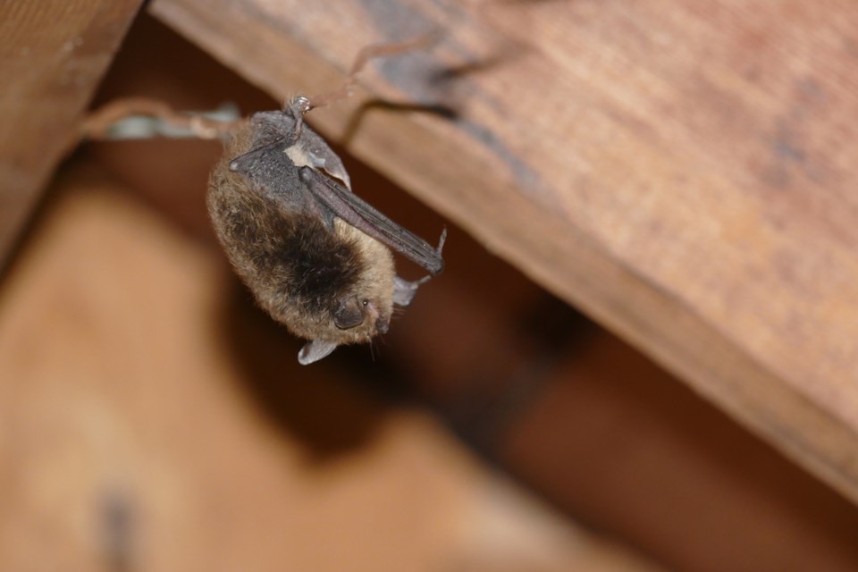 bat hanging in building