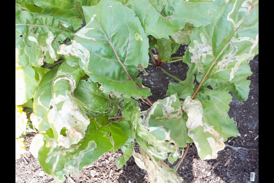 Tan blotches on beet, spinach or Swiss chard leaves indicate feeding within the foliage by leaf miner maggots.