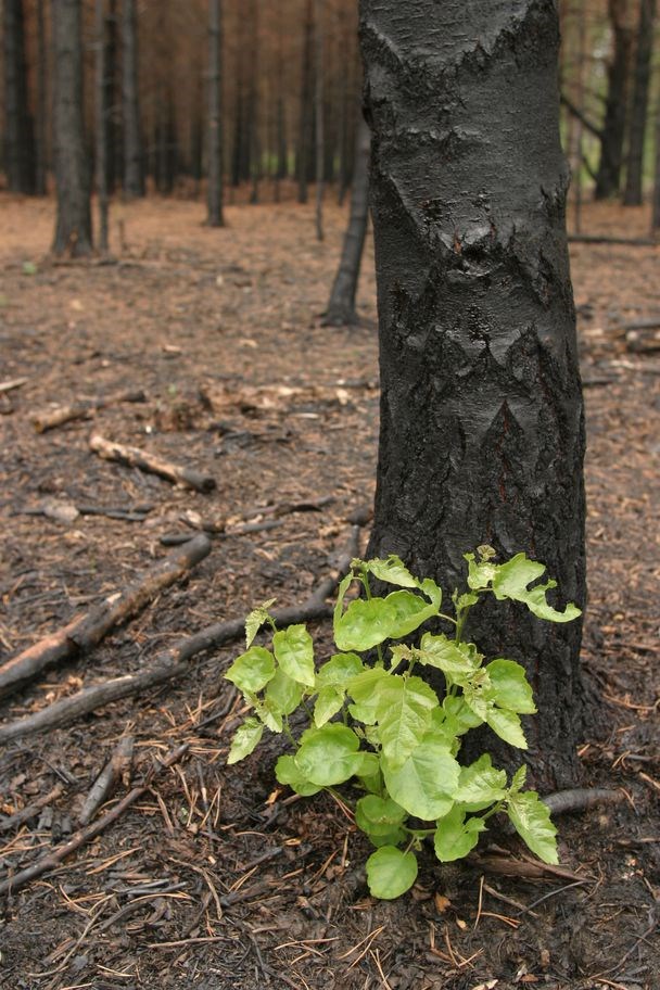 Rebuilding lives after forest fires