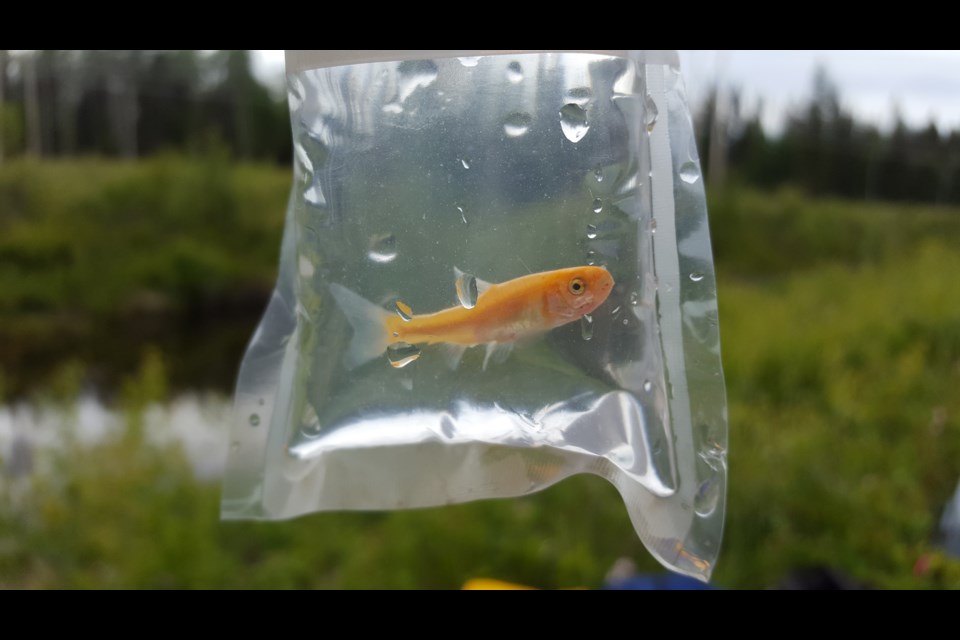 A Rosy Red Minnnow, considered an invasive species, has been found at an area lake.