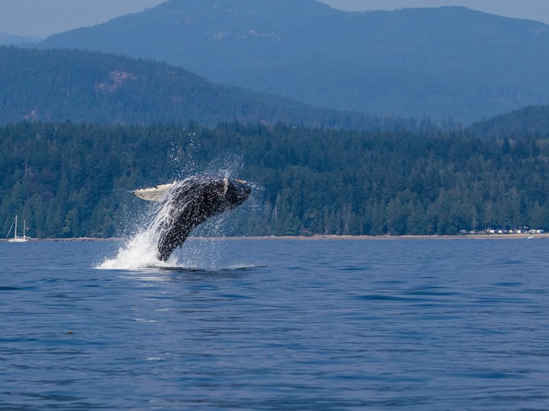 Humpback whale near Powell River