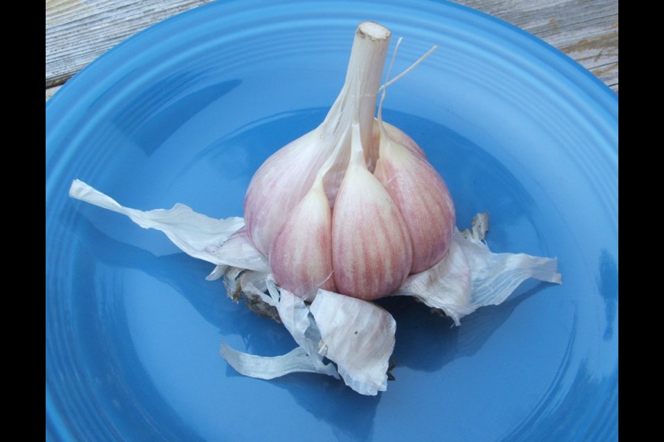 The summer garlic harvest is a source of much joy for gardener-cooks who delight in the zesty flavour garlic brings to many foods. This bulb is of a variety called Porcelain, also known as Music.