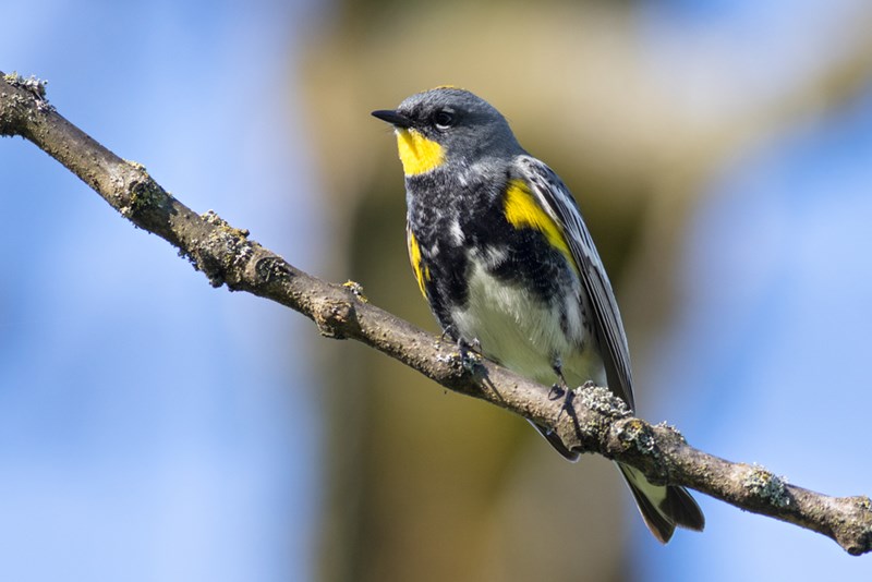 yellow-rumped warbler