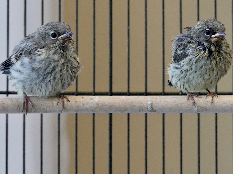 Western warblers