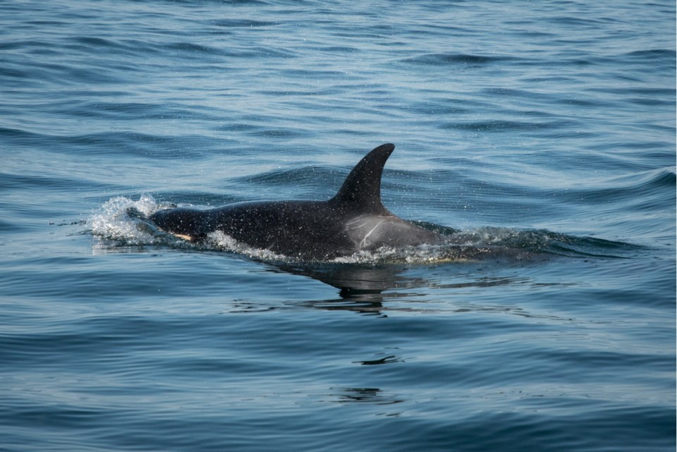 0810-orcas3002590.jpg