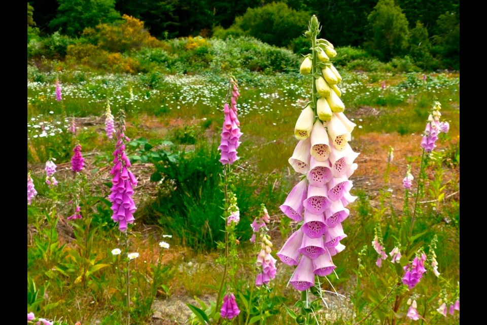 Although it produces beautiful blooms, foxglove can trigger irregular heart rates, seizures and breathing irregularity in dogs, cats, horses and a variety of other animals when eaten in quantity. All parts of the plant are considered toxic.
