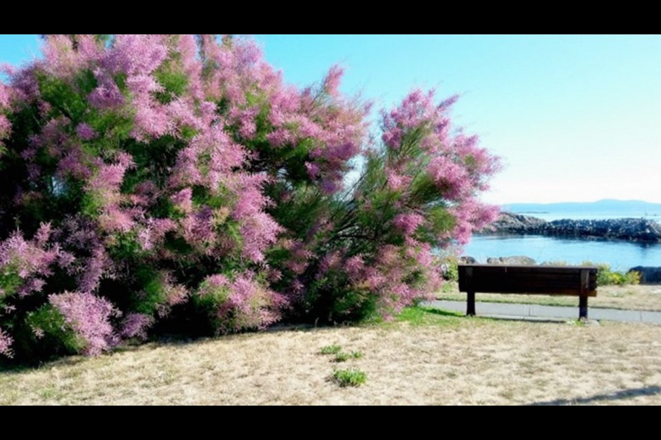 Tamarisk plants, though beautiful in bloom, are considered invasive.