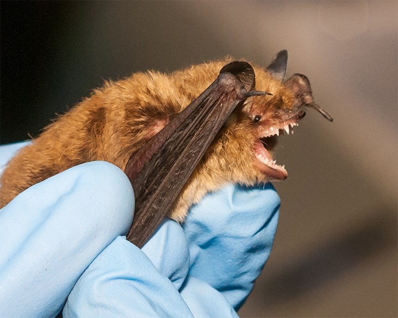 Myotis species bat temporarily captured at Blakeburn Lagoons Park as part of Leah Rensel’s master’s degree research project in collaboration with Burke Mountain Naturalists volunteers.