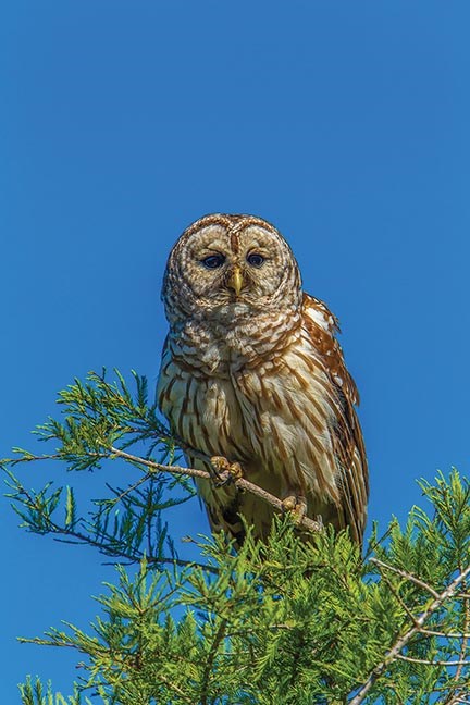 owl