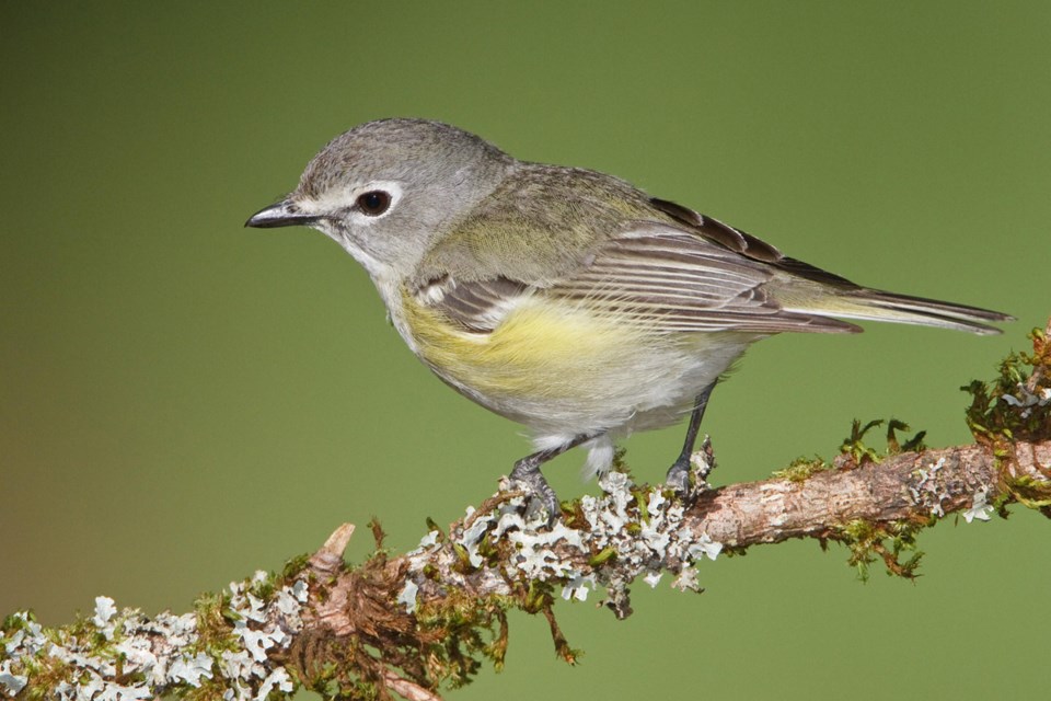 vireo