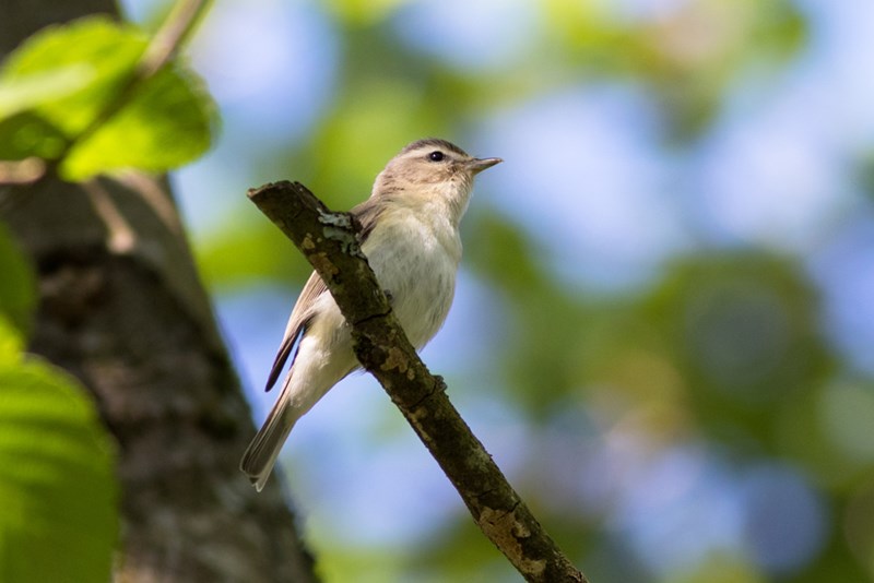 warbling vireo