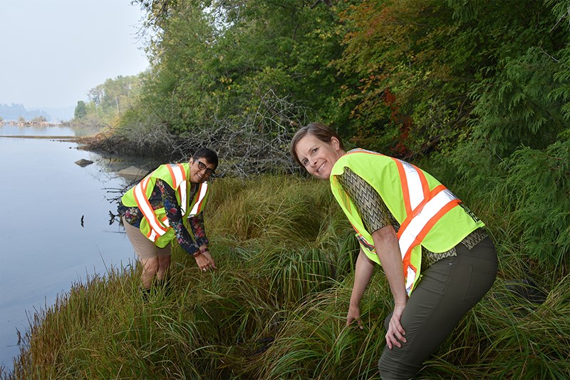 Angela Crampton, (foreground) an environmental technologist, and Leslie Douglas, general manager of environment and parks for the city of Port Moody, examine a healthy patch of grass that is native to Port Moody Inlet.