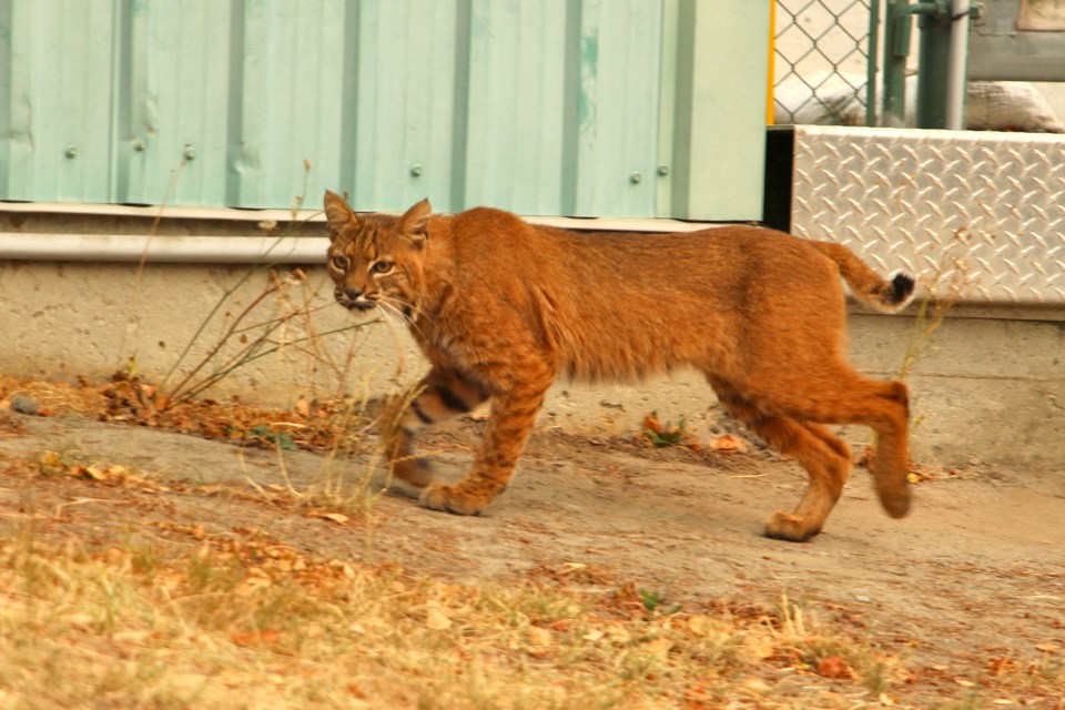 A young-looking bobcat crosses in front of the entrance to the tank farm on Burnaby mountain, scaring this photographer.