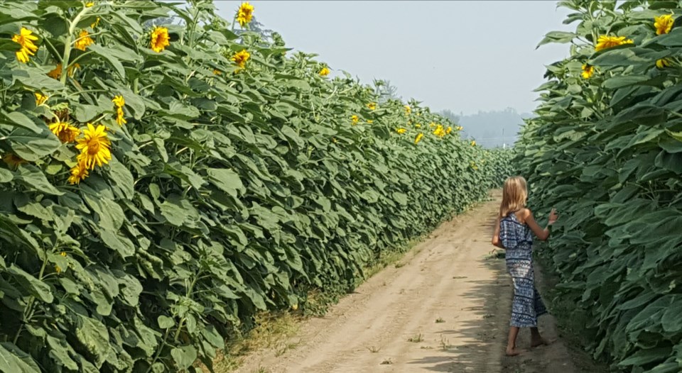 Chilliwack Sunflower Festival