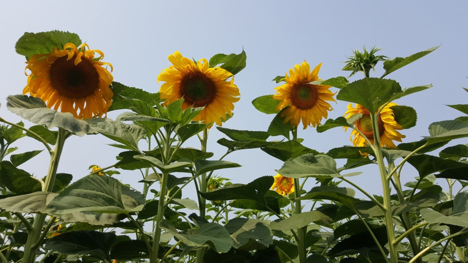 The Chilliwack Sunflower Festival opens on August 22.