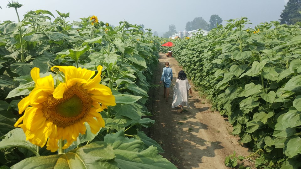 The Chilliwack Sunflower Festival