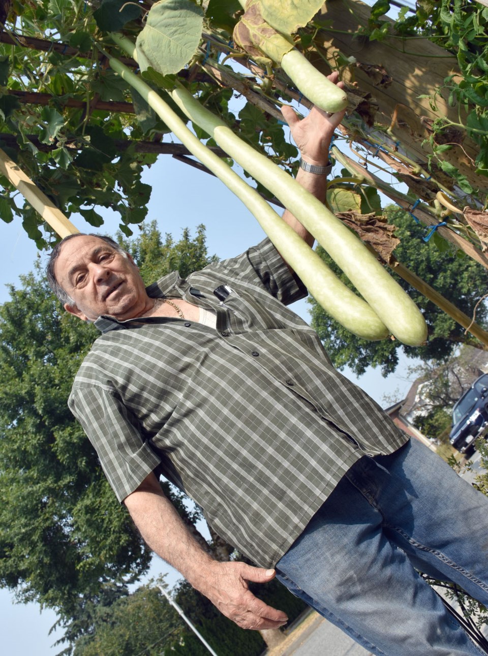 Long zucchini