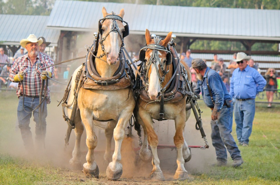 npff2018-heavyhorse