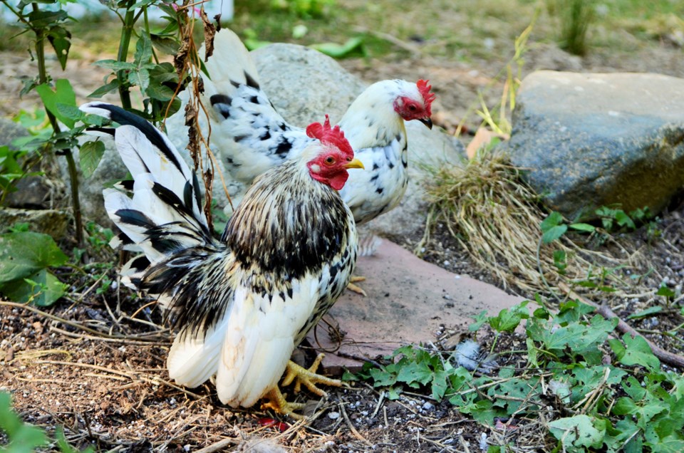 poultry swap
