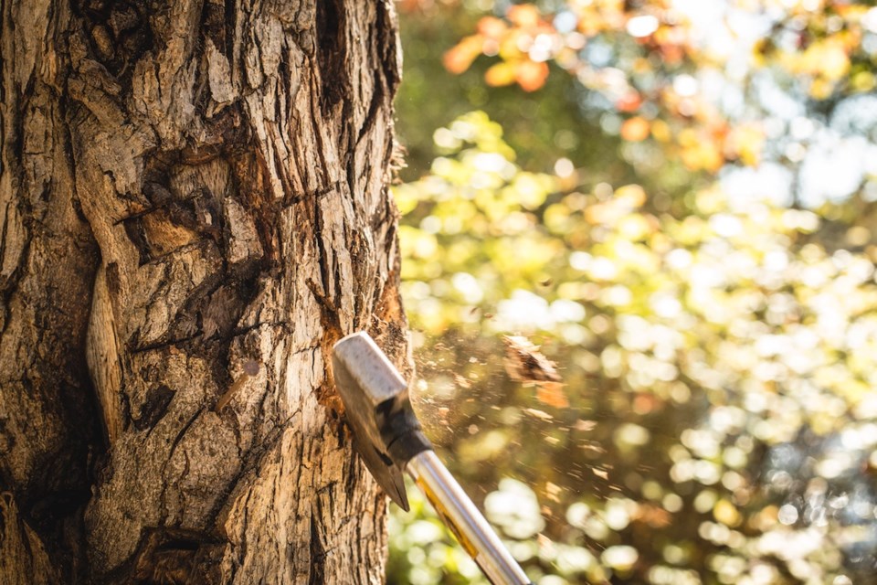 Cutting tree