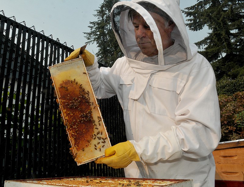 Ron Aarstad checks the health of the two bee hives he keeps in the backyard of his Coquitlam home. He's been raising and tending bees for four years.