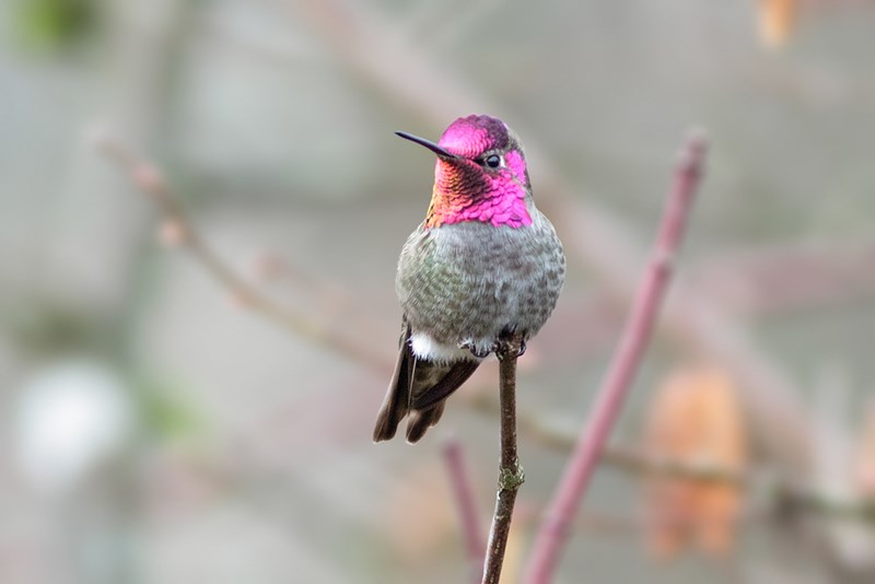 annas hummingbird