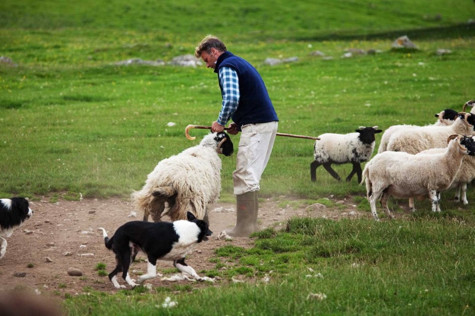 At Leault Working Sheepdogs, in the Scottish Highlands, you can see a demonstration of the dogs' impressive skills.
