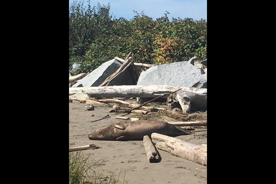 A dead seal was found at the Garry Point Park Monday afternoon. Photo submitted