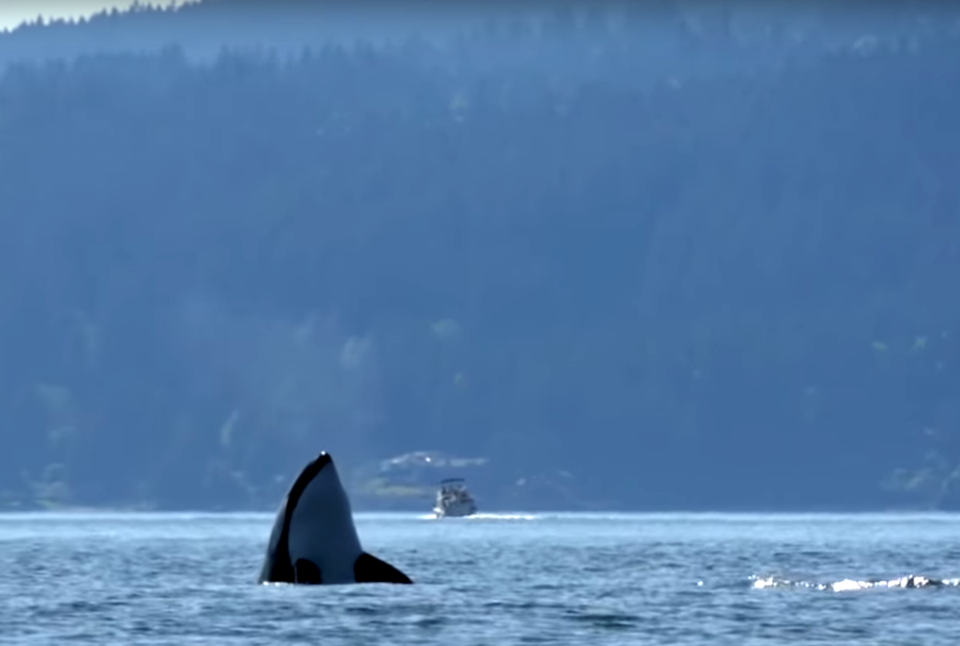 Transient orca Howe Sound