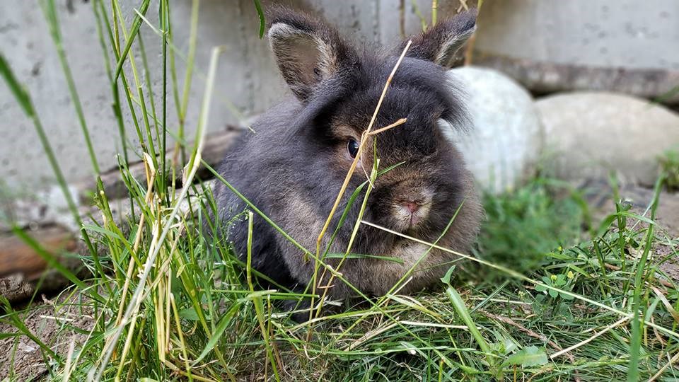 Rabbitats says the new sanctuary will be able to comfortably house 400 rabbits. Photo: Facebook/SAINTS Rescue