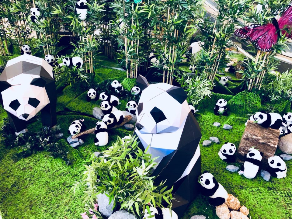 aberdeen pandas