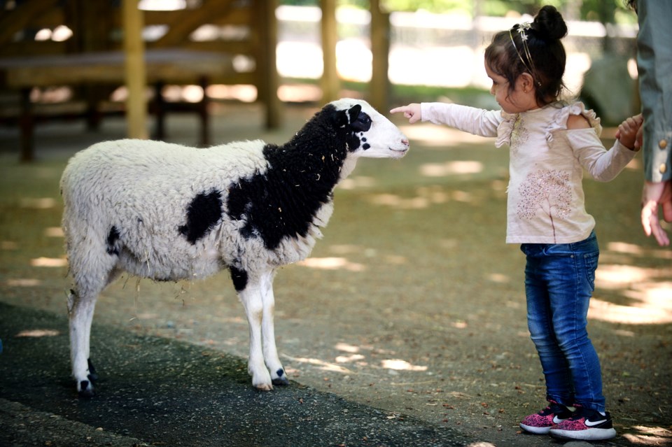 Queen's park petting farm