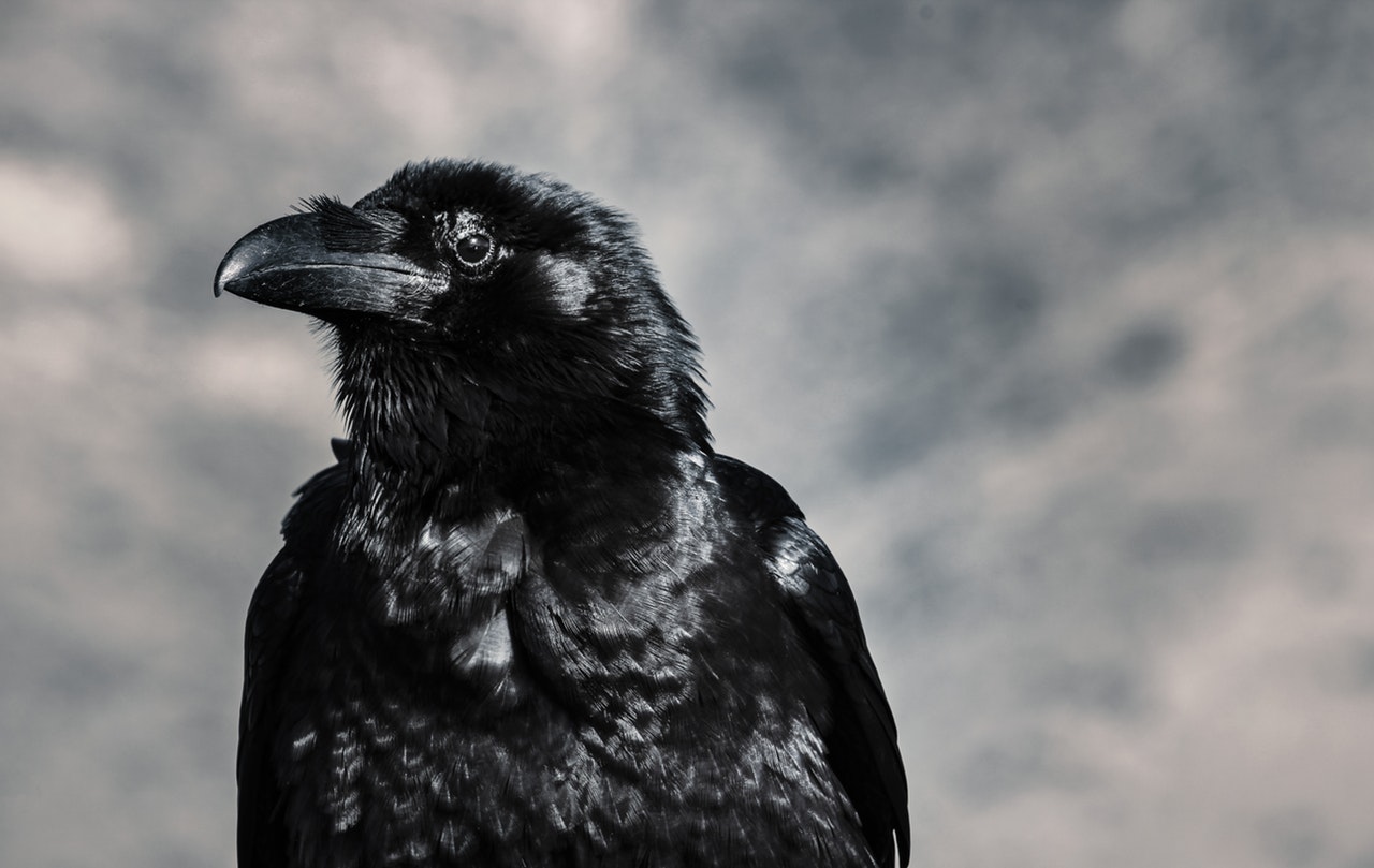 Angela Mary Griffin: Where the ravens are - Alaska Highway News Angela Mary Griffin: Where the ravens are - Alaska Highway News